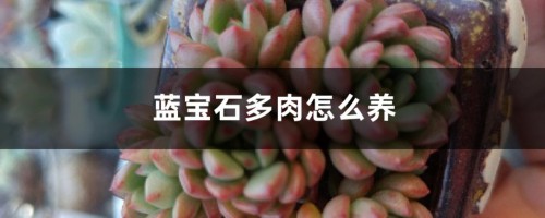 蓝宝石多肉怎么养，和红宝石有什么区别