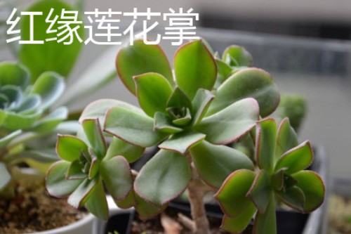 红缘莲花掌植株