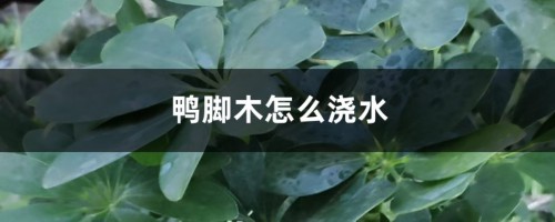 鸭脚木怎么浇水