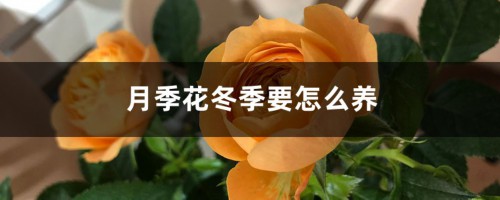 月季花冬季要怎么养